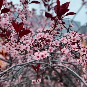 Meet your Posher, Bridget